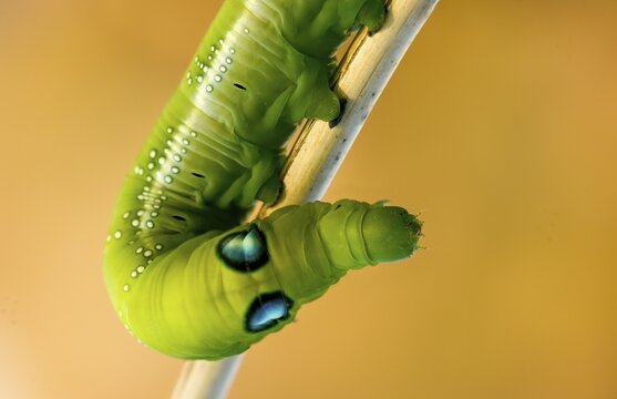Army green moth, daphnis nerii, oleander hawk-moth, oleander swarmers, inchworm, insects, moths, moths, moths, caterpillars, butterflies