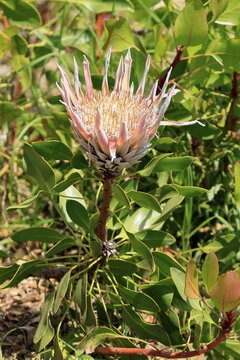 King Protea (Protea cynaroides), blossom, in bloom, flower, in spring, Kirstenbosch Botanical Garden, Cape Town, South Africa