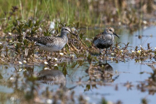 Alpine sandpipers, fractured water striders, calidris alpina, dunlin, tringa glareola, wood sandpipers, birds, charadriiformes, limicoles, snipe birds, scolopacidae, birds, waders, waders