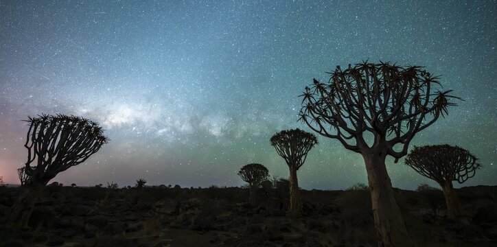 Quiver trees (Aloe dichotoma), night shot with starry sky, quiver tree forest in Garaspark near Keetmanshoop, Karas Region, Namibia