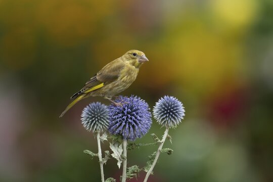 European greenfinch (Chloris chloris) juvenile garden bird on a Globe thistle (Echinops ritro) flower head in summer, Suffolk, England, United Kingdom