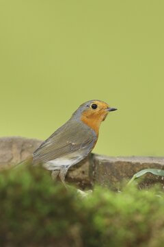 European robin (Erithacus rubecula), sitting on stony ground, Wilden, North Rhine-Westphalia