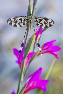 Below thread lacewing, threadlike, Nemoptera bipennis, southwestern European threadlike, Extremadura, high size, portrait format, insects, web-winged, Spain