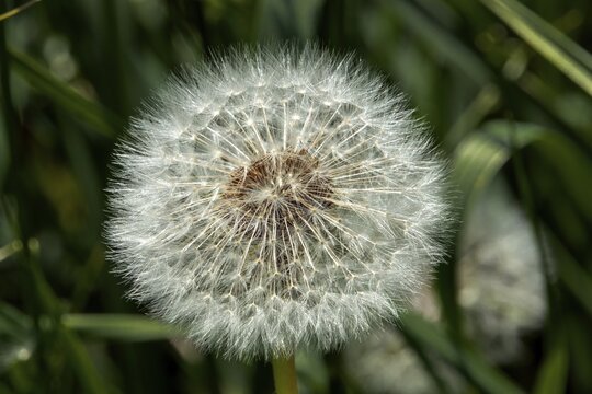 Common dandelion (Taraxacum officinale), dandelion, faded, seeds, Baden-W&uuml;rttemberg, Germany