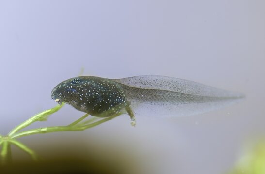 Common frog, common frog, rana temporaria, amphibians, amphibians, three weeks old, frog, frogs, young animal, juvenile, tadpole, larva, amphibians, amphibians, amphibians