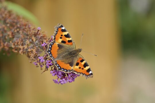 Small tortoiseshell (Aglais urticae), on summer lilac or butterfly-bush (Buddleja davidii), North Rhine-Westphalia, Germany