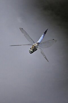 Male Orthetrum albistylum, in flight, Lindenberg, Freiamt, Canton of Aargau, Switzerland