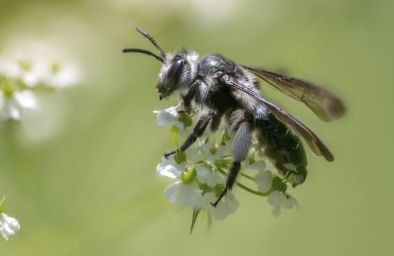 Andrena agilissima, apidae, bees, blue iridescent earth bee, blue iridescent sand bee, blue-black sand bee, hymenoptera, sand bee, mustard-blue iridescent sand bee, violet-winged mining bee, insects, wild bees