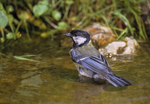 Great tit, great tit, parus major, bath, bird bath, birds, tit, passeri, songbirds, songbirds, tits, potions, birdbath, birds, watering place