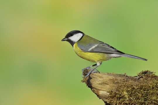 Great tit (Parus major), sitting on moss-covered branch, Wilden, North Rhine-Westphalia, Germany