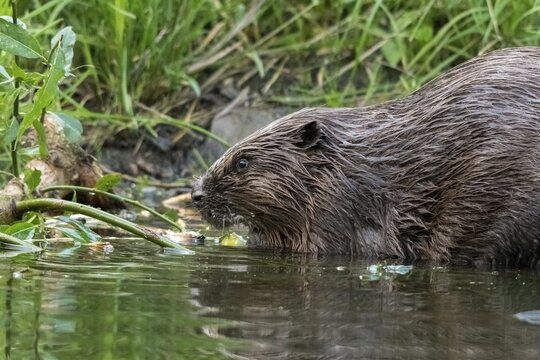 Beaver, castor fiber albicus, elbe beaver, Eurasian beaver, European beaver, rodents, rodentia, beaver, mammals, rodents, mammals