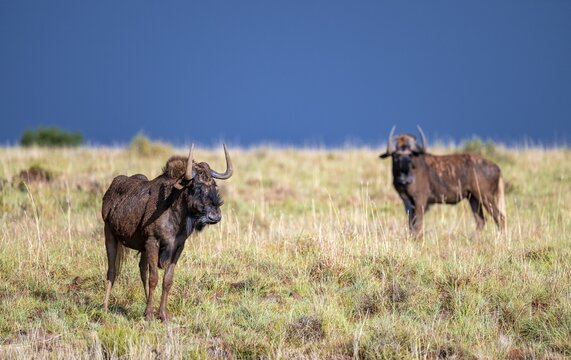 White-tailed wildebeest (Connochaetes gnou), adult, Mountain Zebra National Park, Eastern Cape, South Africa