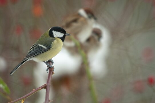 Great tit, dog rose, great tit, parus major, pink canina, rosaceae, rose family, autumn, birds, dog rose, flora, autumn, tit, passeri, plants, songbirds, songbirds, tits, birds