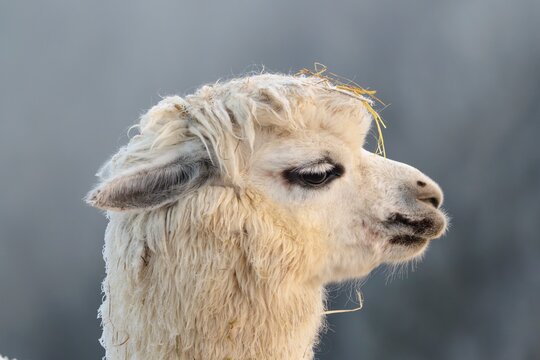 Alpaca (Vicugna pacos), side portrait, white animal, adult animal, female animal, winter, minus 15 &deg;C, farm animal, Slovakia