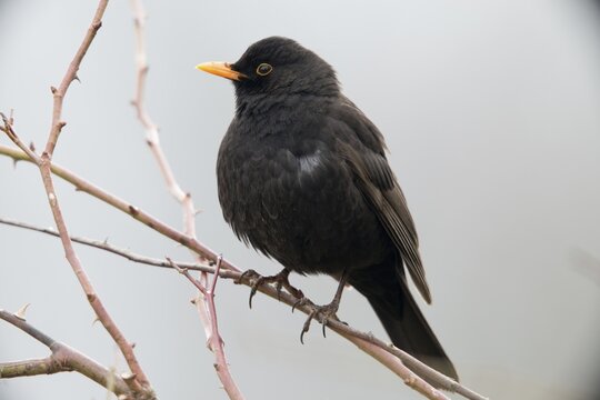 Blackbird, Turdus Merula, Birds, Male, Male, Passeri, Songbirds, Birds