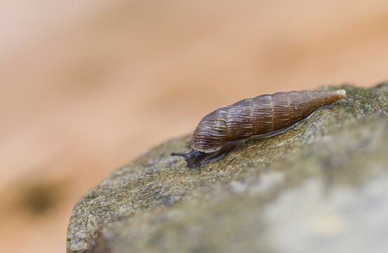 Bulbous sphincous snail, macrogastra ventricosa, sphincous snail, gastropod, mollusca, snails, molluscs