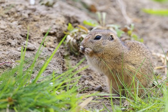 An adult ground squirrel (Spermophilus citellus) is eating leaves and flowers on bare ground in a green meadow on a cloudy day. Austria