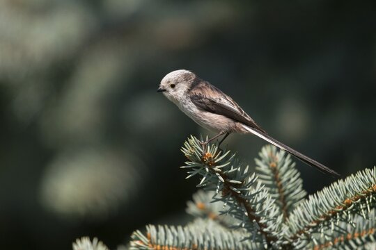 Aegithalos caudate, long-tailed tit, birds, tits, passeri, songbirds, songbirds, tits, birds