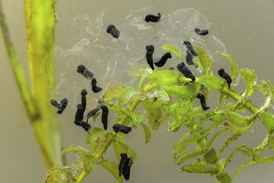 Bufo bufo, common toad, amphibians, amphibians, five days old, larva, larva, amphibians