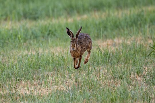 European hare (Lepus europaeus), Vulkaneifel, Rhineland-Palatinate, Germany