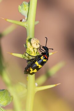 Zigzag Blister Beetle (Hycleus zigzagus), Namib Desert, Namib Naukluft Park, Namibia