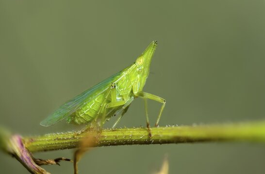Dictyophara europaea, European lantern fly, European lantern bearer, lantern bearer, insects, cicada