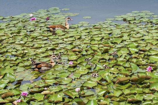 Alopoch aegyptiacus, Egyptian goose, family, Nile goose, Anatidae, birds, duckbirds, goose, geese, young animal, puzzle, search image, birds, waterbirds, waterbirds