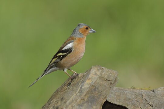 Common chaffinch (Fringilla coelebs), male sitting on a stone, wildlife, North Rhine-Westphalia, Germany