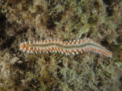 A fireworm (Hermodice carunculata) lies on the seabed, surrounded by plants, at the El Cabron Marine Reserve dive site, Arinaga, Gran Canaria, Spain, Europe, Atlantic Ocean