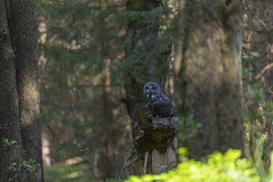 One great grey owl (Strix nebulosa) sitting on a branch of a tree in a forest