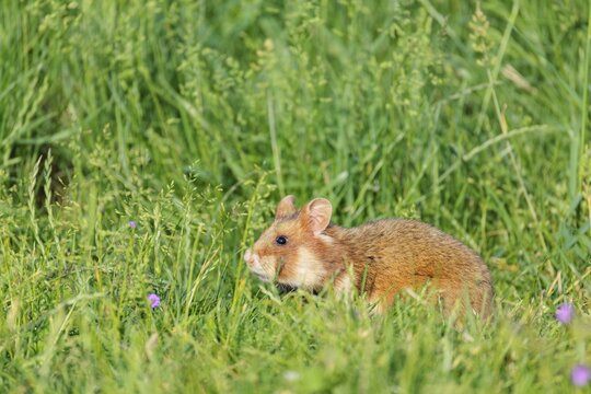 A European hamster (Cricetus cricetus) collects herbs, grass and blossoms in a green meadow. Vienna, Austria