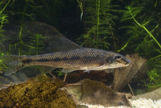 Gobio Gobio, Gr&uuml;ndling, Gudgeon, Cress, Fishes, Pisces