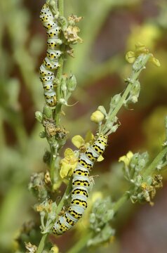 Cucullia lychnitis, grey-pollinated woolly monk, Shargacucullia lychnitis, later mullein monk, striped lychnis, high size, portrait, inchworm, insects, moths, moths, moths, caterpillar, butterflies