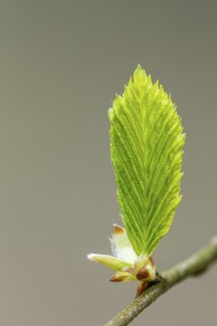 A beech (Fagus) leaf in spring, Ahlhorn fish ponds, Ahlhorn, Lower Saxony, Germany