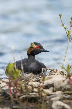 Black-necked Grebe, Podiceps Nigricollis, Black-necked Grebe, Birds, Breed, Brut, Grebe, High Size, Portrait, Grebes, Podicipedidae, Divers, Birds, Waterbirds