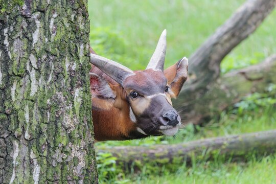 Portrait of an Eastern Bongo (Tragelaphus eurycerus isaaci) shyly hiding behind a tree