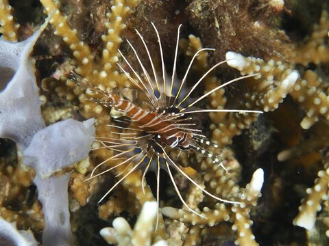 An antenna lionfish (Pterois antennata) hovers between stony corals, dive site Twin Reef, Penyapangan, Bali, Indonesia