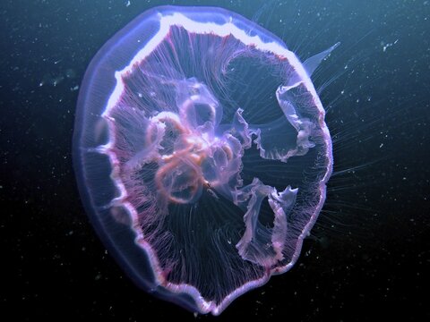Transparent moon jellyfish (Aurelia aurita) floating in the ocean, dive site Amber Jack, Destin, Panhandle, Gulf of Mexico, Florida, USA