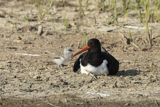 Eurasian oystercatcher (Haematopus ostralegus) adult wading bird seemingly having adopted a Pied avocet (Recurvirostra avosetta) juvenile baby bird on a wetland scrape, RSPB Minsmere nature reserve, Suffolk, England, United Kingdom