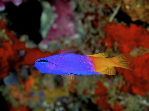 A purple and orange King Fairy Wrasse (Gramma loreto) swims against a vibrant red and green background in the sea at the Coral Garden dive site, Puerto Viejo de Talamanca, Lim&oacute;n, Costa Rica, Caribbean, Atlantic Ocean, Central America