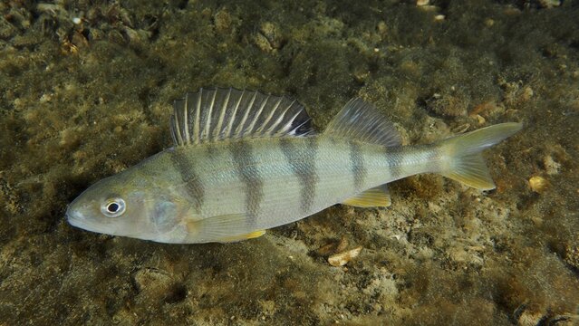 Fish with stripes, perch (Perca fluviatilis), Egli, lies on sandy ground under water. Dive site Zollbr&uuml;cke, Rheinau, Canton Zurich, Rhine, High Rhine, Switzerland