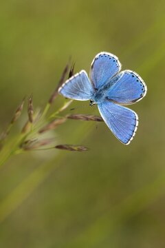 Adonis blue, sky blue blue, Lysandra bellargus, polyommatus bellargus, blue, butterfly, high size, portrait format, insects, butterflies, butterflies, butterflies