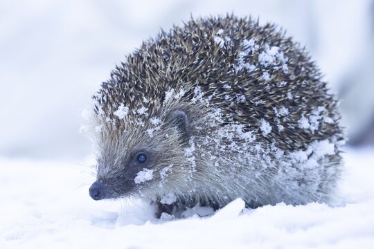 European hedgehog (Erinaceus europaeus) adult animal on snow in a garden in winter, England, United Kingdom