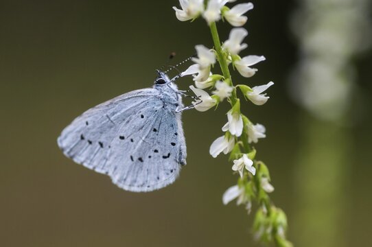 Celastrina argiolus, buckthorn blue, holly blue, blue, butterfly, insects, butterfly, butterflies, butterflies, butterflies