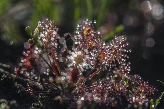 Oblong-leaved sundew (Drosera intermedia), Emsland, Lower Saxony, Germany