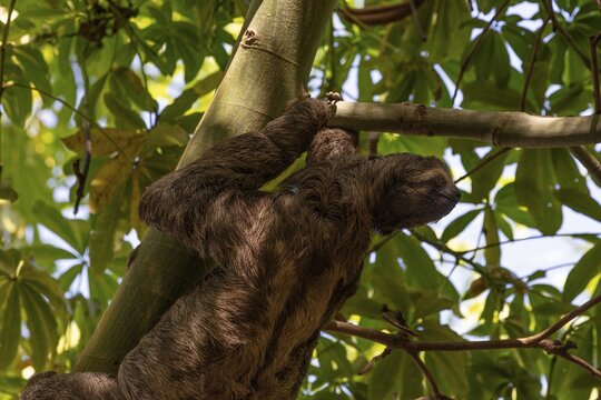Brown-throated sloth (Bradypus variegatus), Cartagena, Colombia