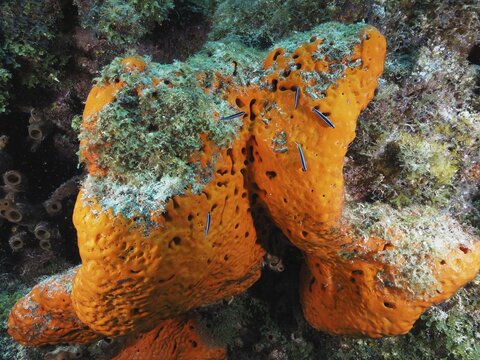 Large, orange-coloured fire sponge (Tedania ignis) on the seabed, surrounded by green algae. Dive site John Pennekamp Coral Reef State Park, Key Largo, Florida Keys, Florida, USA