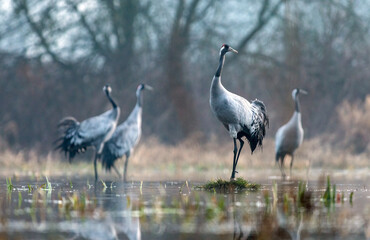 Naklejka premium Common crane standing on a grassy mound in a misty wetland at sunrise