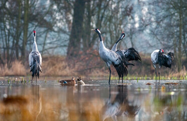 Naklejka premium Common cranes displaying during courtship in a misty wetland with mallards