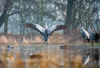 Naklejka premium Common cranes displaying during the breeding season in a misty wetland at sunrise